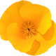 California Poppy